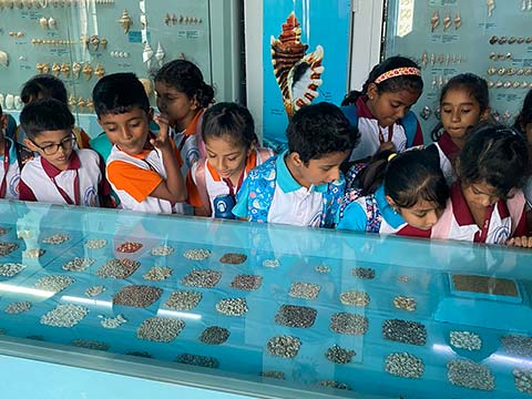 Grade 2 - Visit to the India Seashell Museum